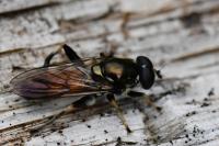Xylota segnis