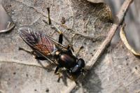 Xylota segnis