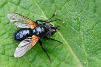 Mesembrina meridiana