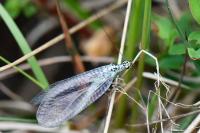 Chrysopa perla