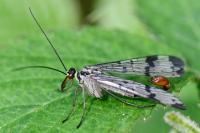 Panorpa communis
