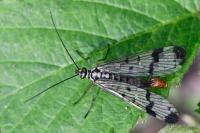 Panorpa communis