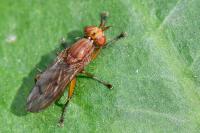 Tetanocera ferruginea
