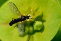 Empis nigritarsis
