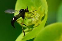 Empis nigritarsis