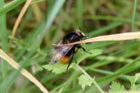 Volucella bombylans