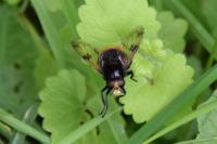 Volucella bombylans