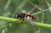 Helophilus pendulus