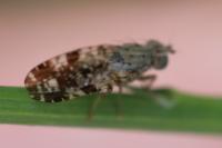 Tephritis vespertina