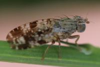 Tephritis vespertina