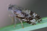 Tephritis vespertina