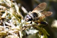 Brachypalpus laphriformis