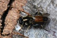 Xylota segnis