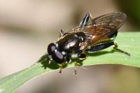 Xylota segnis