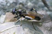 Xylota segnis