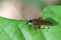 Ectobius sylvestris