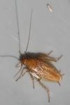 Ectobius pallidus