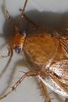 Ectobius pallidus