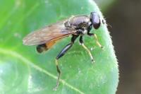 Xylota segnis