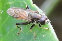 Xylota segnis