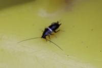 Planuncus vinzi