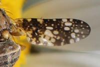 Oxyna flavipennis