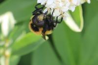Volucella bombylans