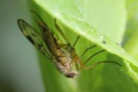 Rhagio scolopaceus