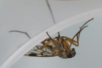 Rhagio scolopaceus