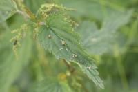 Dasineura urticae