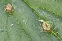 Dasineura urticae