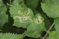 Phytomyza spondylii
