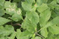 Phytomyza spondylii
