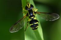 Philhelius pedissequus