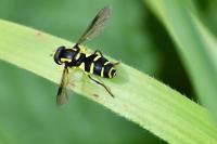 Philhelius pedissequus