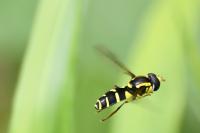 Philhelius pedissequus