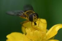 Syrphus ribesii