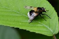 Volucella bombylans