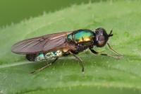Chloromyia formosa