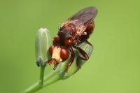 Sicus ferrugineus