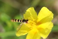 Sphaerophoria scripta