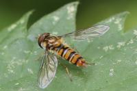 Episyrphus balteatus