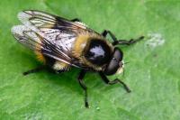 Volucella bombylans