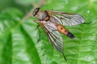 Rhagio tringarius