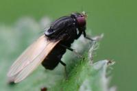 Minettia longipennis