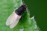 Minettia longipennis