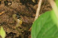 Temnostoma vespiforme