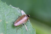 Ectobius sylvestris