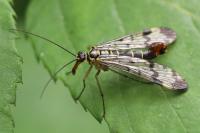 Panorpa communis