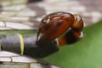 Panorpa communis